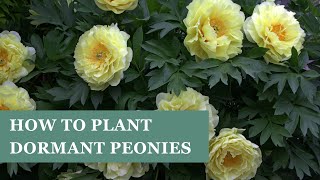 Gorgeous spring blooms how to plant herbaceous and intersectional peonies with Doug Ruhren [upl. by Aleunamme]