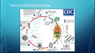 Diphyllobothrium pacificum [upl. by Leifeste]