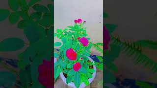 Batan roes nature plants shorts vlog video love gardening [upl. by Nosidda]