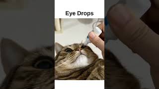 Eye Drops for cat [upl. by Esyli]