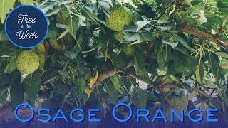 Tree of the Week Osage Orange [upl. by Clyve]