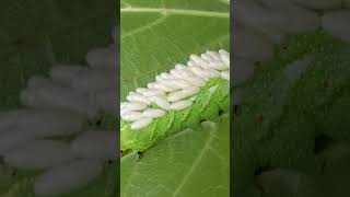 Parasitic braconid wasp larva on horn worm ￼insect caterpillar [upl. by Venuti]