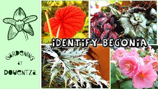 How to Identify a Begonia  What Begonia Do I Have [upl. by Athal]