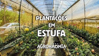 COMO PLANTAR EM ESTUFA [upl. by Pryor19]