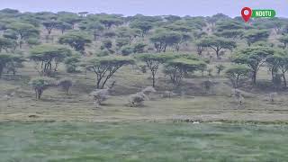 Ngorongoro Conservation Area Live Stream [upl. by Neih]