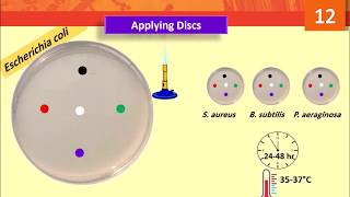 Test Effectiveness of Disinfectants by Disc Diffusion Method Lab 12 [upl. by Tacita]