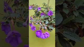 Achimenes nature flowers homegarden [upl. by Semele]