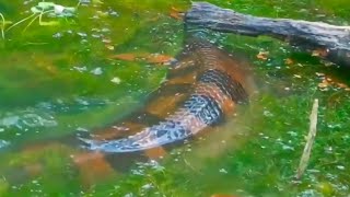 This was filmed in the Amazon rainforest  unbelievable [upl. by Marget232]