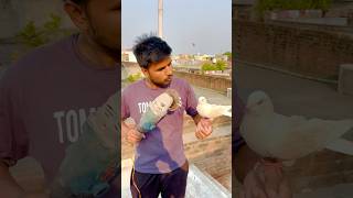 Light Aa gyi Ab kya hoga  wait for it  pigeon reaction shorts skpigeonloft [upl. by Nosde230]