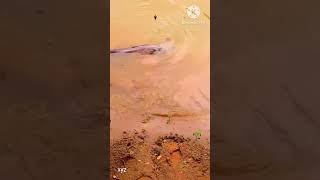 Fish hooking shortvideos trending fish [upl. by Shannah619]