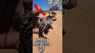 I FOUND A HORNED LIZARD RARE 😨😯 shorts [upl. by Rustin]