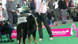 DUO CACIB Brno  Cinderella Záře démantů  6 2 2011wmv [upl. by Aiykan222]