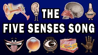 THE FIVE SENSES SONG [upl. by Solley654]