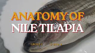 AQUA  Nile Tilapia  Anatomy amp Dissection G2B [upl. by Alleras]