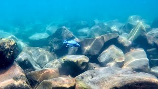 Swimming With Cichlids  Ophthamotilapia ventralis bismarck [upl. by Llesig]