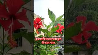 কৃষ্ণকালী মায়ের জবা ফুল কিভাবে খাবে krishnakali krishnakalima trending short MongalaLakshman [upl. by Alvera438]