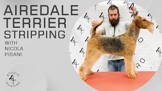 AIREDALE TERRIER STRIPPING COMPLETE GROOMING Trailer [upl. by Herahab424]