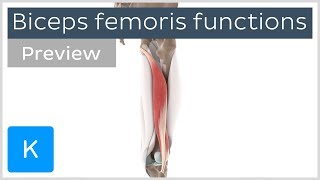 Functions of the biceps femoris muscle preview  Human 3D Anatomy  Kenhub [upl. by Leonanie]