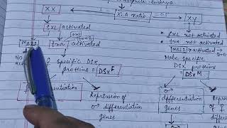 Dosage compensation amp sex Determination in Drosophila genetic amp molecular basis zoologynotes [upl. by Aurora]