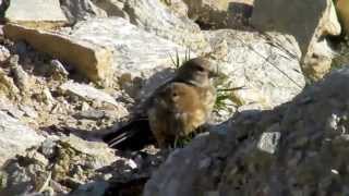 CANEPAR Pietrusel Carduelis cannabina Common Linnet [upl. by Miki]