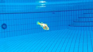 FINDING NEMO IN MY SWIMMING POOL [upl. by Rothwell]