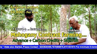 Mahogany Contract Farming Advance Paid By Buyers From Chaturveda Agro [upl. by Nobile]