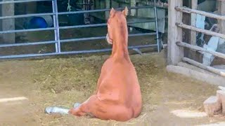 Animals Being Silly Funniest Compilation Ever 2024🤣🐶 [upl. by Gaddi]