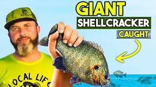 We Found the Giant Shellcracker Fish [upl. by Ji581]