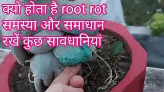 What is the reason Root rot in adenium plants [upl. by Bogosian]