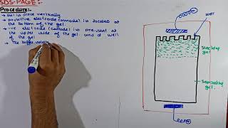 Part4 SDSPAGE Electrophoresis  preparation of Gel in SDSPAGE Electrophoresis Electrophoresis [upl. by Riannon]