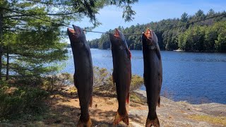 Fishing splake ice out weekend [upl. by Nnor]