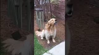 Dog plays the wind chimes so she can sing funny shorts [upl. by Rizan]