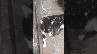 🧿 Videozinho do Frajola com a sua capinha de morceguinho 💙🐱🐾🐶 [upl. by Pietrek]