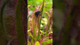 Sundew plant eating fly  Sticky carnivorous plant bug catcher carnivorousplants [upl. by Nyrrek]