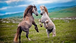 Wildlife BiH  Divlji konji  Bosnian Wild Horses  REPORTAŽA [upl. by Howlond]