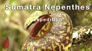 Sumatra Nepenthes Expedition [upl. by Atekal]