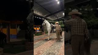 Caballo bailando con banda sinaloense  🤠🐴 mazatlán [upl. by Apgar]