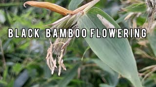 Bamboo Flowers Every 100 Years Phyllostachys nigra var henonis [upl. by Lancey330]