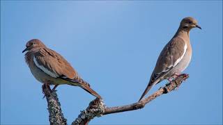 White Winged Dove Sound  Free Sound Effects  Animal Sounds [upl. by Anaujat343]