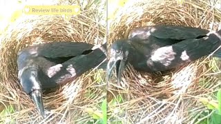 Largebilled crow is continuously hatched  Ep1   Review life birds [upl. by Maher]