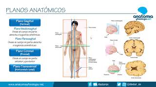 PLANOS ANATÓMICOS  Resúmenes de Anatomía y Fisiología [upl. by Delphina]