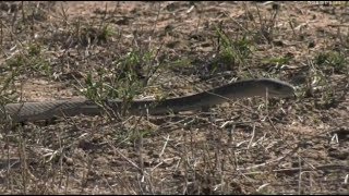 Safari Live  Dwarf Mongoose alarming to a Black Mamba Snake on drive this morning Nov 14 2017 [upl. by Ylicec]