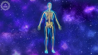 Healing Your Nervous System  Central Nervous System Health  Calm Down Your Nervous System  528 Hz [upl. by Noreht]