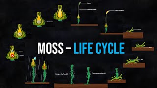 The life cycle of Moss Animation [upl. by Ennaul]