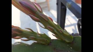 Epiphyllum from Bud to Bloom [upl. by Pachston]