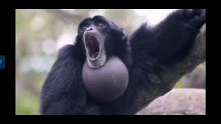 Screaming gibbon monkey [upl. by Illil]