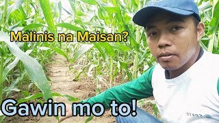 Walang Damong Maisan PAANO Tips and Best Practice Alamin  Herbicide for corn [upl. by Ramedlab]