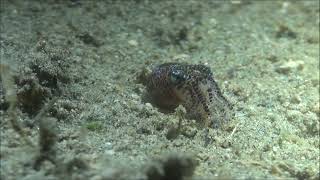 bobtail squid [upl. by Merriott]