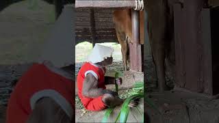 WOW  CUTIS for cows to eat grass cutis shortvideo [upl. by Llennoj]