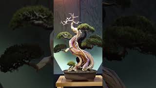 サイボンの木の剪定アーティファクトhsktsBusinessKTSHS bonsai garden bonsaitree [upl. by Friederike]